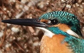 カワセミ 鳥の顔 長い嘴 カワセミほか 番外 | ハイム蝶百科図鑑